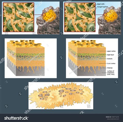 21915 Structure Lichen Images Stock Photos And Vectors Shutterstock