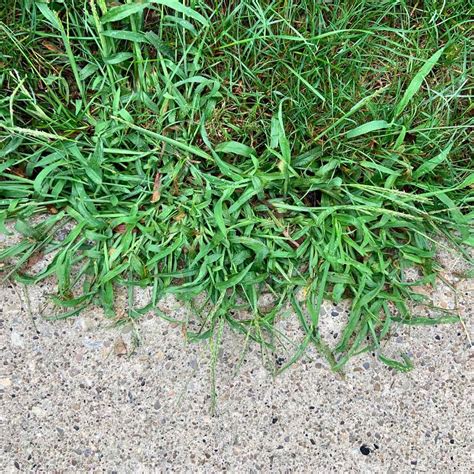 When To Apply Crabgrass Killer Garden Adviser