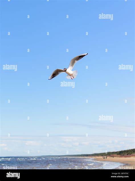 White Seagull Flying Above The Seacoast In Bright Blue Sky Stock Photo