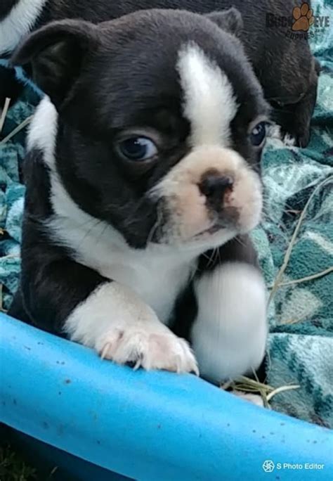 Find boston terrier puppies and breeders in your area and helpful boston terrier information. Red Boston Terrier Puppies For Sale In Texas - Pets Lovers
