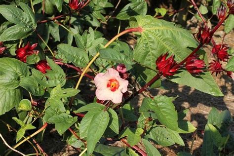 Intoxicating and exotic, hibiscus tea delivers unique flavor and a bouquet of potential health benefits. Recipes for Hibiscus Tea and Other Tasty Treats ...