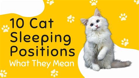 10 Cat Sleeping Positions And What They Mean Youtube