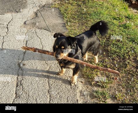 The Little Dog Plays With A Stick Bigger Than Him Stock Photo Alamy