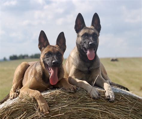 Belgian malinois are highly active dogs that were originally bred for herding. Belgian Malinois Protection Dogs: Fully Trained Dog For ...