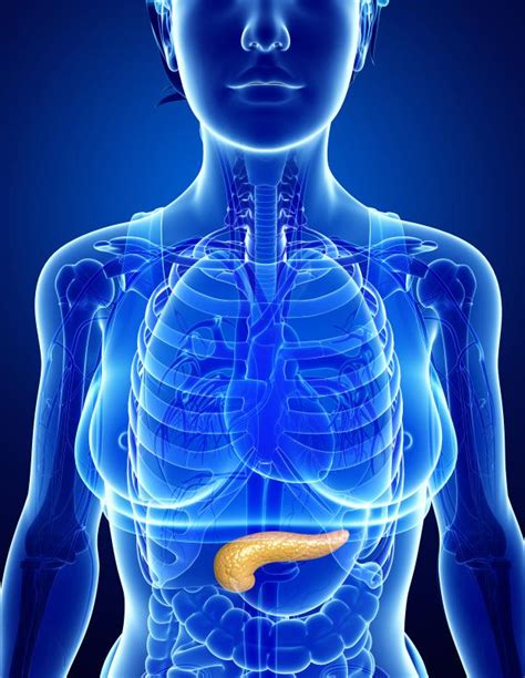 What Are The Different Types Of Pancreatic Cell