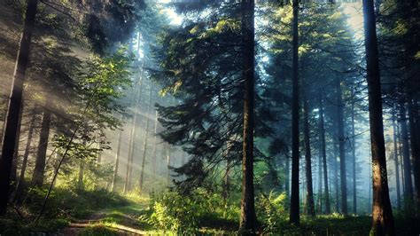 Sun Ray Through Trees Best Free Hd Wallpapers Of Nature Forest