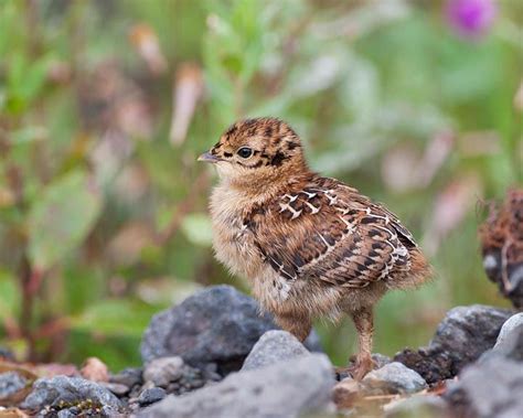 A Small Bird Is Standing On Some Rocks