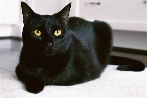 Bombay Cat Breed Profile Characteristics And Care