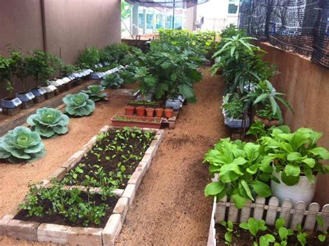 Tips Membuat Kebun Sayuran Tanpa Ribet Untuk Rumah Griya Propertindo