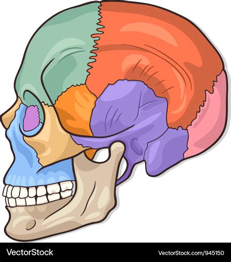 Skull Skeleton Diagram