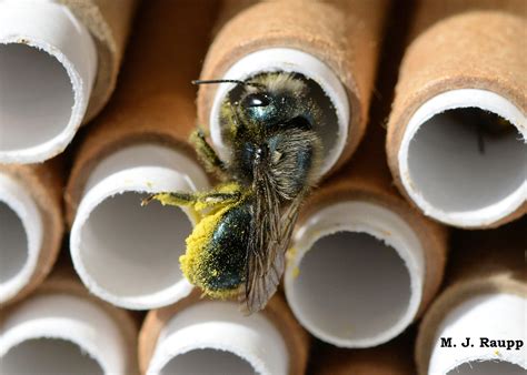 Busy By Day But What Do Mason Bees Do At Night Mason Bees Osmia Spp