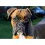 Boxer Dog Face  Free Stock Photo LibreShot