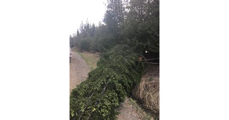 Wind storm caused outages to more than 180,000 Hydro One customers width=