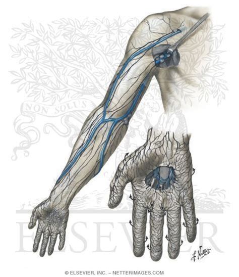 Lymphatic Drainage Netter Medical Illustrations Lymph Massage