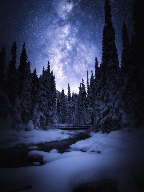 Snow Covered Pine Trees During Nighttime Night Landscape Landscape