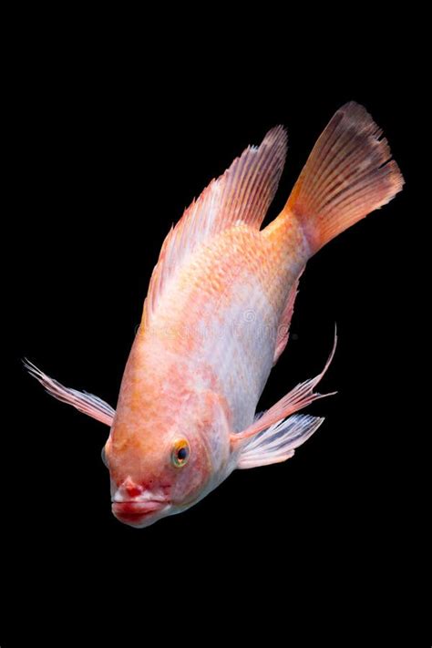 Nile Red Tilapia Fish Stock Photo Image Of Isolated 61380928