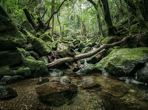 Yakushima Islands Ancient Forests Moss And Fog