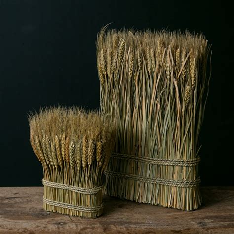 Wheat Bundle - Magnolia | Chip & Joanna Gaines