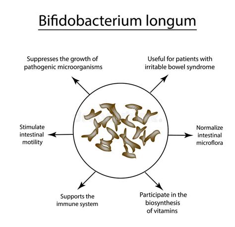 Bifidobacteria Bifidobacterium Longum Probiotic Lactobacillus