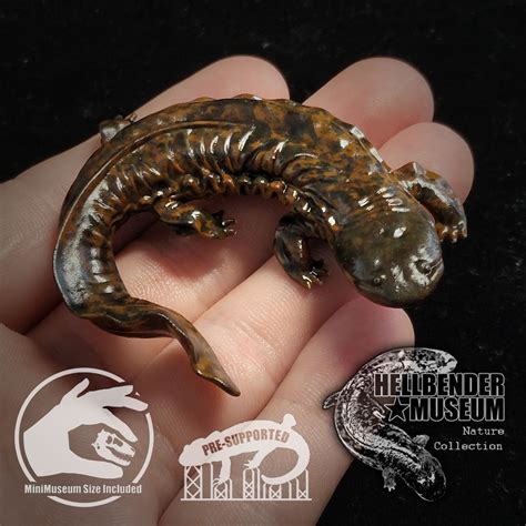 Hellbender Salamander Cryptobranchus Alleganiensis Miniset Net