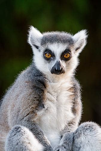 Lemur Glance Funny Animal Wildlife Hd Wallpaper Peakpx