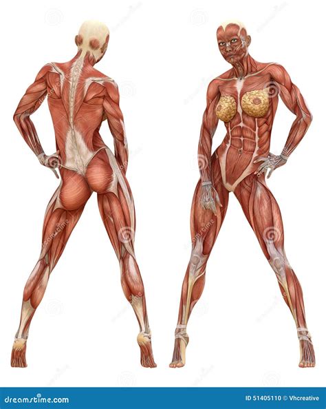 Female Muscular System Anatomy Stock Photo Image 51405110
