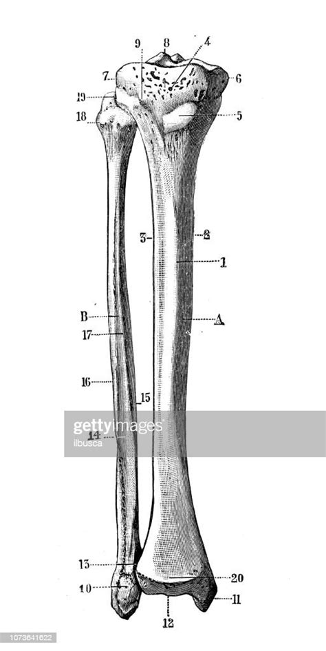 Antique Illustration Of Human Body Anatomy Bones Tibia And Fibula High