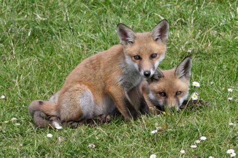 Red Fox Vulpes Vulpes Focusing On Wildlife