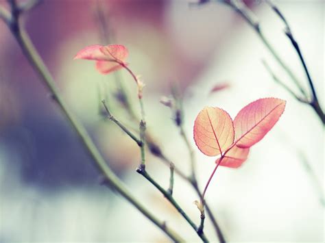 Red Leaves Branches Soft Focus Wallpaper Nature And
