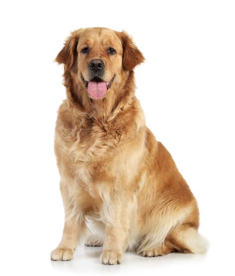 Golden Retriever Dog Breed Information Facts Traits Appearance