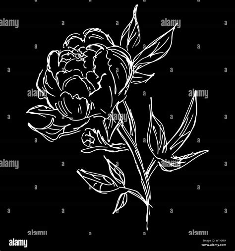 Hand Drawn Peony Flower Outline Icon Isolated On Black Background