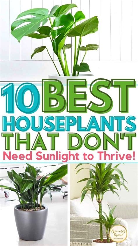 Live In A Low Light House Or Apartment Add These Gorgeous Plants That