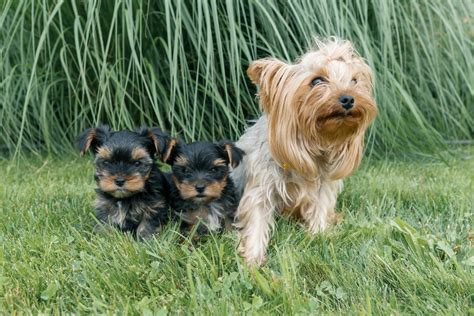 All of my dogs are akc registered and are dna'd or will be. Newborn Yorkies Puppies - Caring For Newborn Yorkie Puppy ...