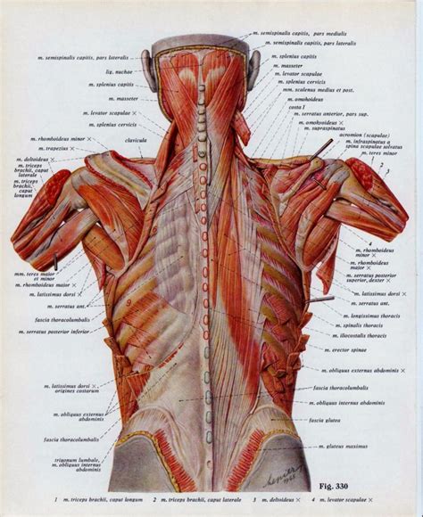 Introduction to the structure of the ribcage and ribs: Ribs Human Anatomy Muscle Rib Muscle Anatomy - Human ...