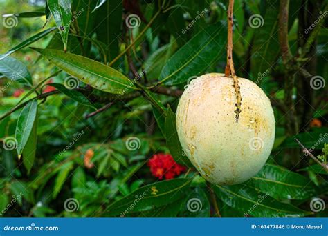 A Large Mango Hangs In A Beautiful Garden This Is A Delicious Fruit