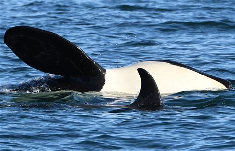 3 Southern Resident Orcas Missing Presumed Dead The Seattle Times