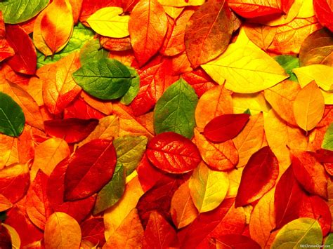 Autumn Leaves Powerpoint Background 1001 Christian Clipart