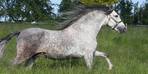 Dapple Gray Horses All About The Color Insider Horse Latest