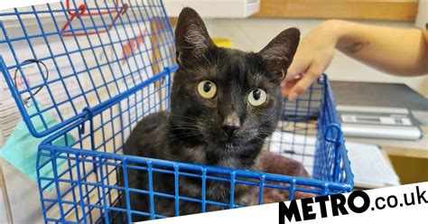 Nervous Cat Has Been Waiting To Find A Home For More Than 200 Days Metro News