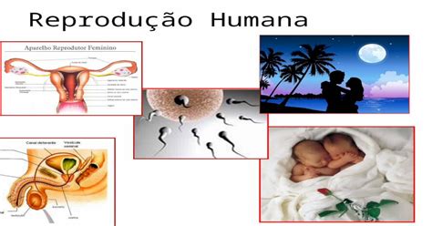 reprodução humana reprodução capacidade que os seres vivos possuem de produzir descendentes