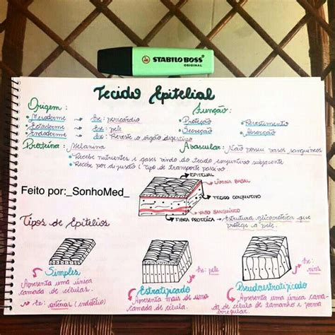 Mapa Metal De Biologia Tecido Epitelial Studyblr Study Help Study