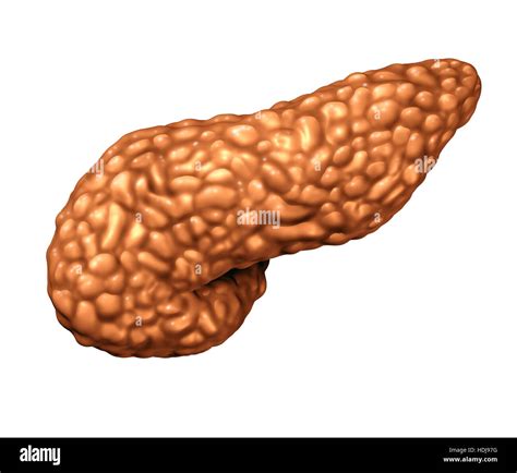 Pancreas Human Organ As A Panceatic Digestive Gland Body Part As A