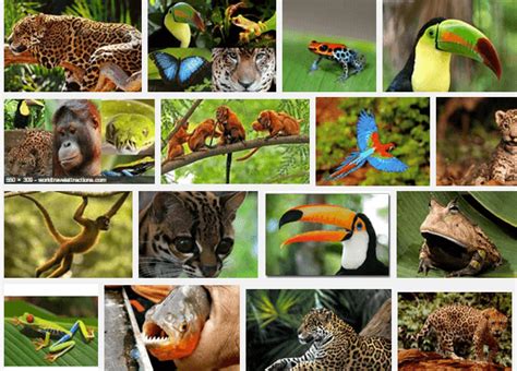 Tropical Rainforest Animals List Tropical Rainforest Animals Animal