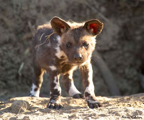 African hunting dog african wild dog african safari nature animals animals and pets cute animals coyotes wolf hybrid wild dogs. Into the wild dog's den - Africa Geographic
