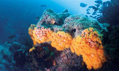 Stunning Dive Sites In The Indian Ocean
