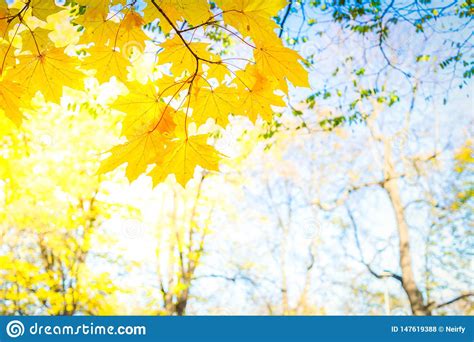 Fall Maple Leaves Stock Photo Image Of Lush Garden 147619388