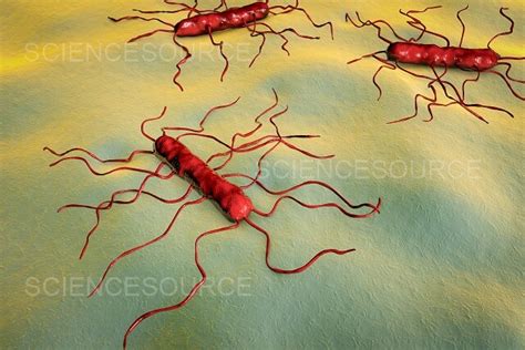 Photograph Listeria Monocytogenes Bacteria Illus Science Source Images