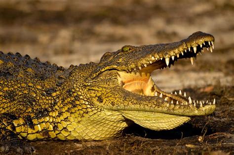Nile Crocodile Stock Image Teeth Images Nile Crocodile Crocodiles