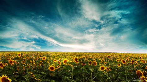Beautiful Sunflower Wallpaper 10443 Baltana