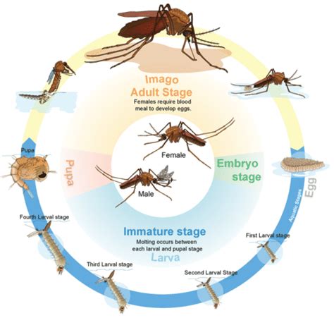 Arthropods And Insects Ck 12 Foundation